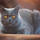 Короткошерстные породы кошек: виды, выбор и особенности ухода