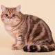 Кошки окраса табби: особенности рисунка на шерсти и список пород