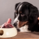 Кости для собак: какие можно давать и какими нельзя кормить?