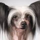 Лысая китайская хохлатая собака: описание и условия для ее содержания