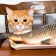 Можно ли кормить кошек рыбой и какие существуют ограничения?