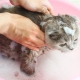 Можно ли кошку мыть обычным шампунем и что будет?