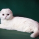 Описание и содержание белых шотландских кошек