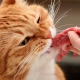 Особенности натурального питания для кошек