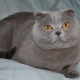 Особенности вислоухой шотландской голубой кошки