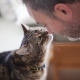 Понимают ли кошки человеческую речь и как это выражается?