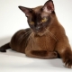 Популярные породы коричневых кошек и котов