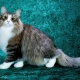 Пушистые кошки: лучшие породы и особенности ухода за ними