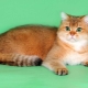 Шотландские кошки золотого окраса: характеристика и особенности ухода