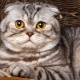 Шотландские мраморные коты: особенности окраса, описание породы и тонкости ухода