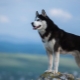 Сибирский хаски: история породы, как выглядят собаки и как за ними ухаживать?