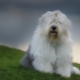 Собаки бобтейл: описание староанглийских овчарок, нюансы их содержания