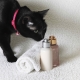 Сухой шампунь для кошек: как выбрать и пользоваться им?