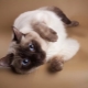 Тайские кошки: описание породы, варианты окраса и особенности содержания 