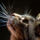 Усы у кошки: как они называются, какие у них функции, можно ли их подстригать?