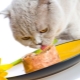 Влажные корма для кошек премиум-класса: компоненты, бренды, выбор