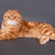 Внешний вид, характер и содержание рыжих шотландских котов