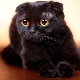 Все о черных вислоухих котах