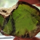 Зеленый янтарь: что это такое, свойства, выбор и уход