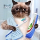 Зубная паста для кошек: виды, выбор и советы по использованию