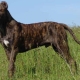Аланская собака: как выглядит порода, описание ее характера и нюансы содержания