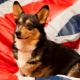 Английские клички для собак: лучшие варианты