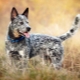 Австралийские пастушьи собаки: история породы, темперамент и правила ухода
