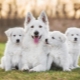 Белые собаки: особенности окраса и популярные породы