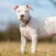 Белый стаффордширский терьер: описание и секреты ухода за собаками