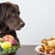 Чем и как кормить собак?