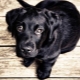 Черные собаки: особенности окраса и популярные породы
