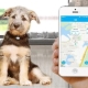 GPS-трекеры для собак: зачем нужны и как их выбрать?