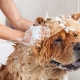 Как мыть собаку? 