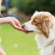 Лакомства для собак: виды, лучшие производители и особенности выбора