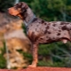 Леопардовая собака катахулы: описание, достоинства и недостатки, темперамент, правила ухода