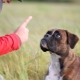 Можно ли наказывать собаку и как это правильно делать?