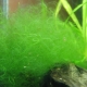 Нитчатка в аквариуме: причины появления водорослей и способы борьбы