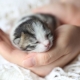 Новорожденные котята: развитие и правила ухода