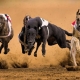 Обзор самых быстрых в мире собак