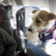 Особенности перевозки собак в самолете