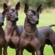 Перуанские голые собаки: описание породы, правила ее содержания