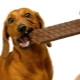 Почему собакам нельзя давать шоколад?