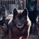 Помеси собаки и волка: особенности и виды