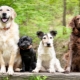Породы собак: описание и выбор