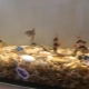 Ракушки в аквариуме: польза, вред и рекомендации по использованию