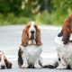 Разнообразие пород собак с длинными ушами