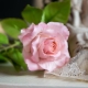 Розы из холодного фарфора: особенности изготовления