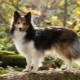 Шелти: описание собак, вариации окраса и особенности содержания