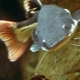 Виды аквариумных сомов