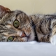 Все о кошках: описание, виды и содержание 